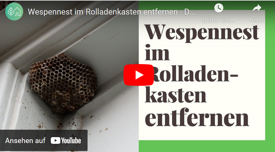 Wespen im Rolladenkasten