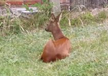 ’nen Bock geschossen …