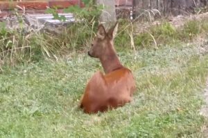 ’nen Bock geschossen …