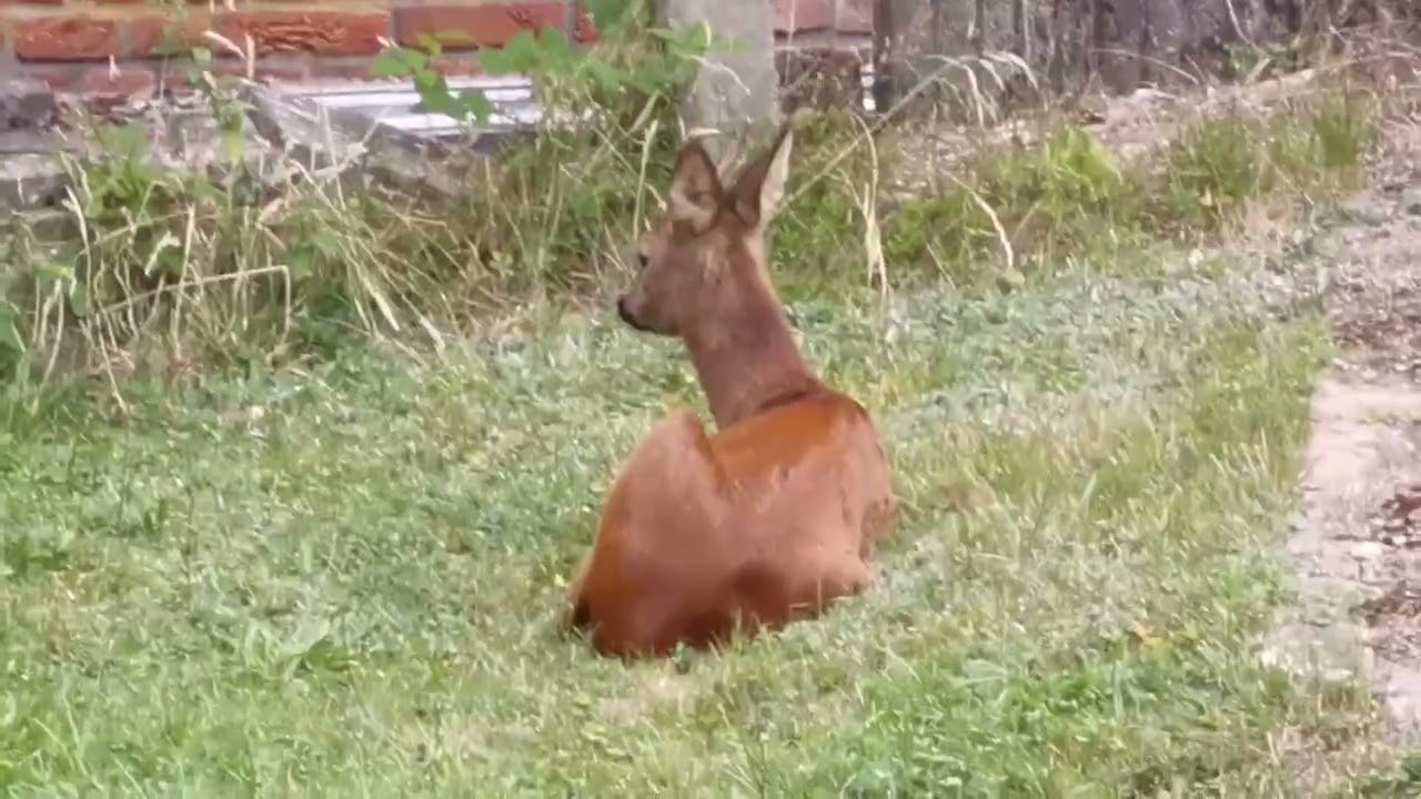 'nen Bock geschossen ...