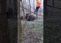 Männer werden im Wald von Wildschweinen angegriffen