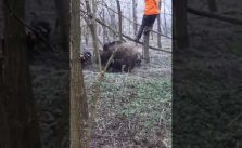 Männer werden im Wald von Wil...