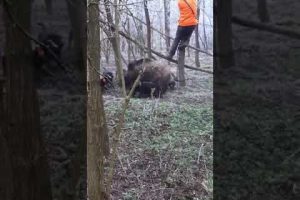 Männer werden im Wald von Wildschweinen angegriffen