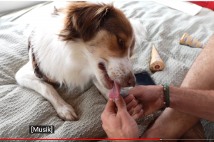 WoMo – Hund im Bett  –  ist das OK ?