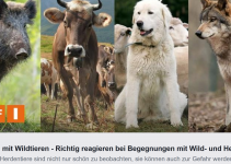 Richtig reagieren bei Begegnungen mit Wild- und Herdentieren