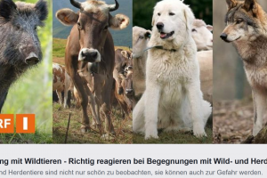 Richtig reagieren bei Begegnungen mit Wild- und Herdentieren