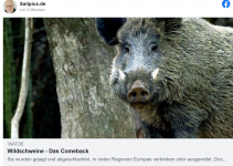 Wildschweine – Das Comeback