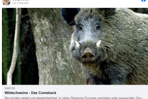 Wildschweine – Das Comeback