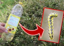 Mit Pflanzen-Öl den Buchsbaumzünsler dauerhaft loswerden