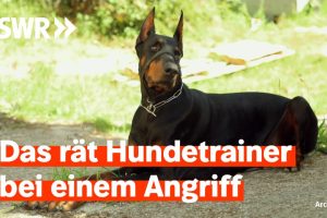 Touristen in der Südpfalz von Dobermann angegriffen | Zur Sache! Rheinland-Pfalz