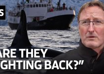 Wissenschaftler erklären die mysteriösen Orca-Boot-Angriffe
