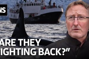 Wissenschaftler erklären die mysteriösen Orca-Boot-Angriffe