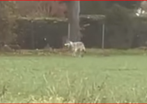 Minden – vom Wolf bedroht