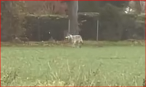 Minden - vom Wolf bedroht