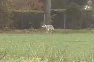 Minden – vom Wolf bedroht