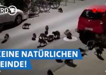 Waschbärenplage in Deutschland? Wie Stadtjäger gegen die invasive Art vorgehen