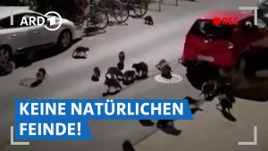 Waschbärenplage in Deutschlan...