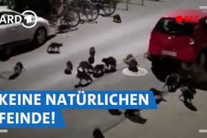 Waschbärenplage in Deutschland? Wie Stadtjäger gegen die invasive Art vorgehen