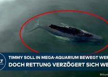 Timmy soll in Mega-Aquarium transportiert werden