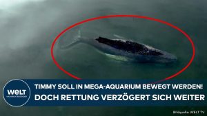 Timmy soll in Mega-Aquarium t...