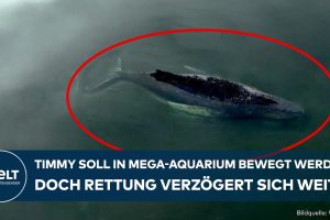 Timmy soll in Mega-Aquarium transportiert werden