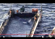 Timmy liegt falsch herum in der Barge
