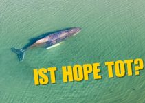 Wal lebt mit hoher Wahrscheinlichkeit nicht mehr