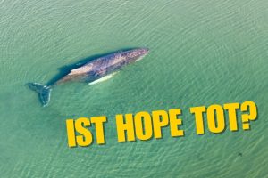 Wal lebt mit hoher Wahrscheinlichkeit nicht mehr